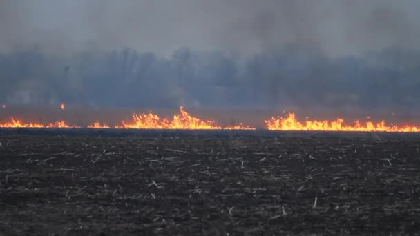 Prairies brûlantes dans la soirée de printemps — Video