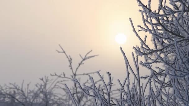 Sol de invierno y árboles cubiertos de nieve — Vídeos de Stock