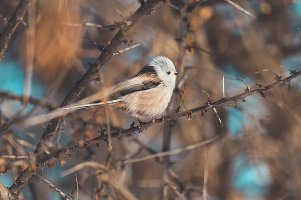 Çalılıkların arasında vahşi bir kuş — Stok fotoğraf
