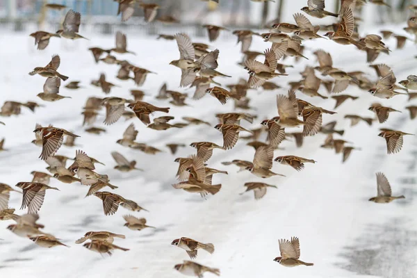 Gorriones vuelan sobre la carretera en un día de invierno —  Fotos de Stock