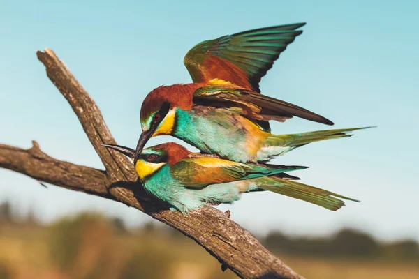 Színes madarak tavasszal udvarlás — Stock Fotó