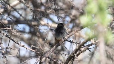 Siyah kızılay siyah dikenle şarkı söylüyor