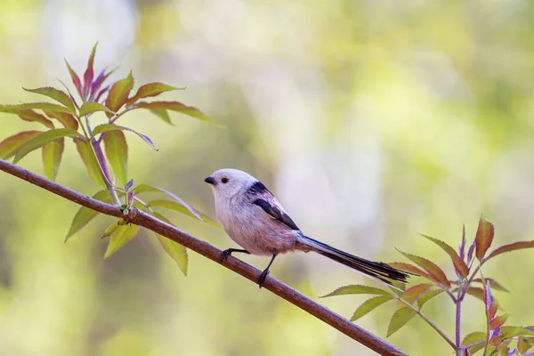 Long-tailed tit among spring leaves — Stockfoto