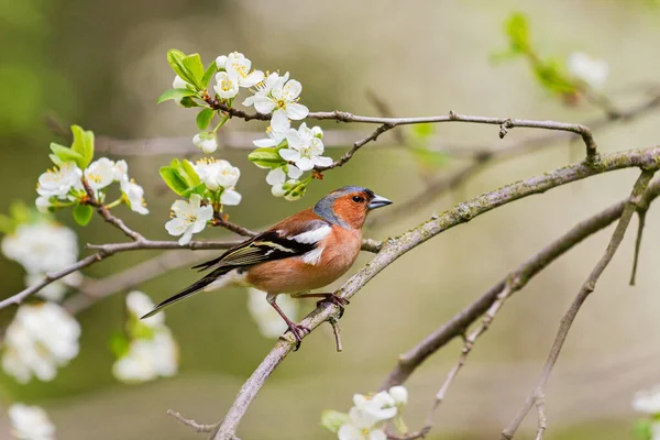 Pássaro selvagem entre flores de primavera em uma árvore — Fotografia de Stock