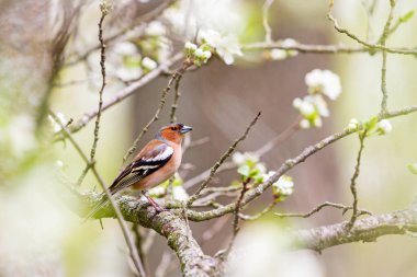 Ağacın üzerindeki bahar çiçeklerinin arasında.