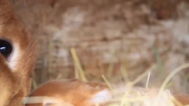 Anne tavşan kırmızı yavrusunu kokluyor.