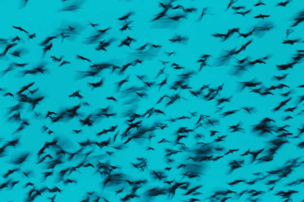 Fekete madarak nyomai az esti égbolton — Stock Fotó
