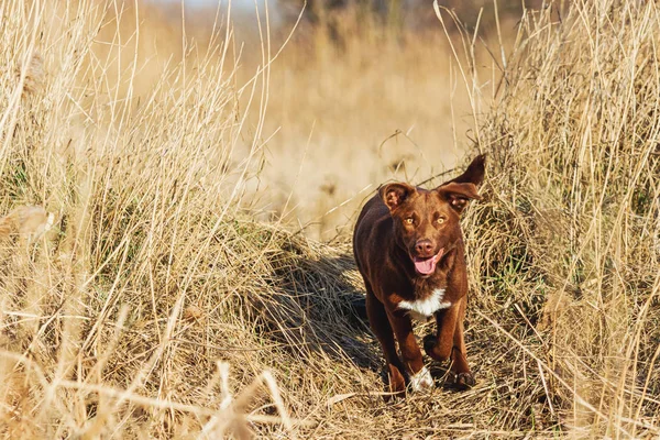 Belo cão marrom corre através do campo — Fotografia de Stock