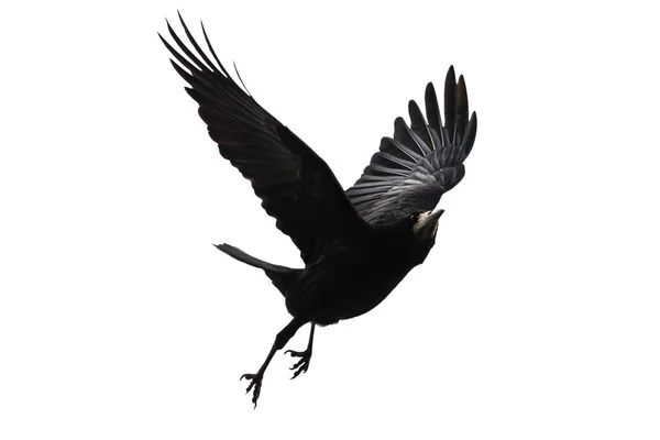 Zwarte vogel vliegt op een witte achtergrond — Stockfoto