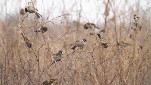 Sparvar äter runda frön av ogräs — Stockvideo