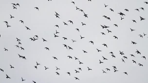 成群结队地飞来飞去的鸽子 — 图库视频影像