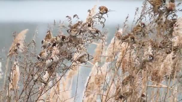 Aves selvagens comem sementes de ervas daninhas em um dia nublado — Vídeo de Stock