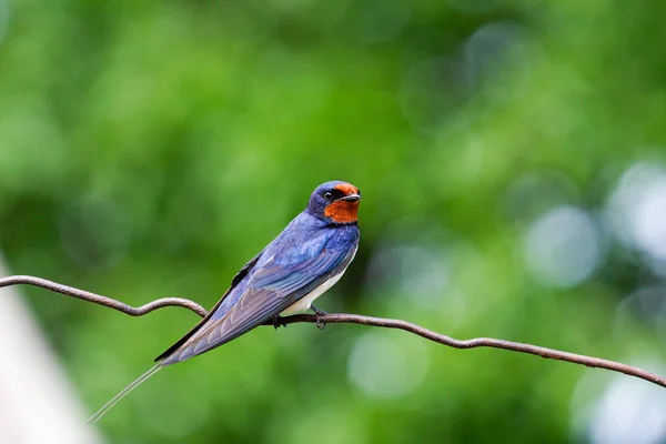 Barn swallow beautiful wild bird — Stock Photo, Image