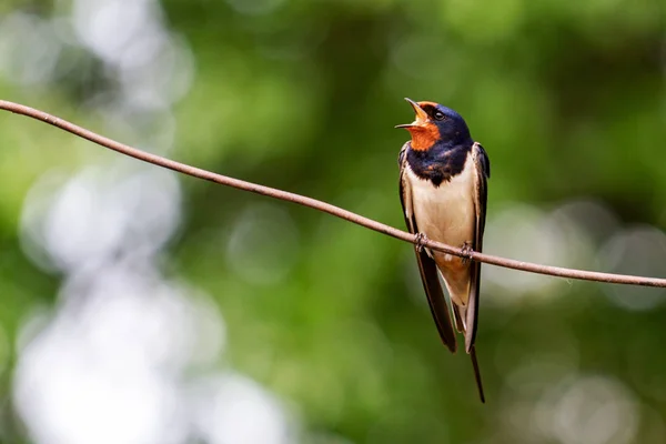 Barn Swallow canta seduto su un filo — Foto Stock