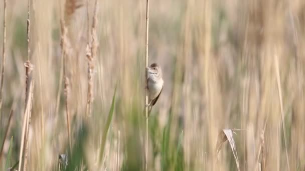 Wilde vogel zingt in het voorjaar in het riet — Stockvideo