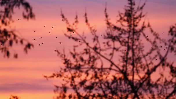 Zwerm roeken vliegt in de rode zonsondergang hemel — Stockvideo