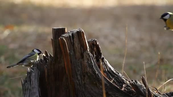 林鸟飞翔，坐在干枯的树桩上 — 图库视频影像