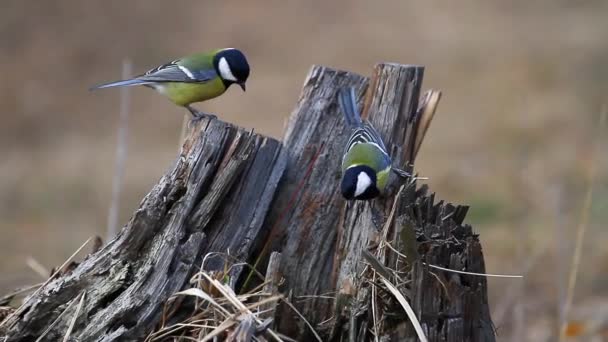 Bosvogels eten in een droge stronk — Stockvideo