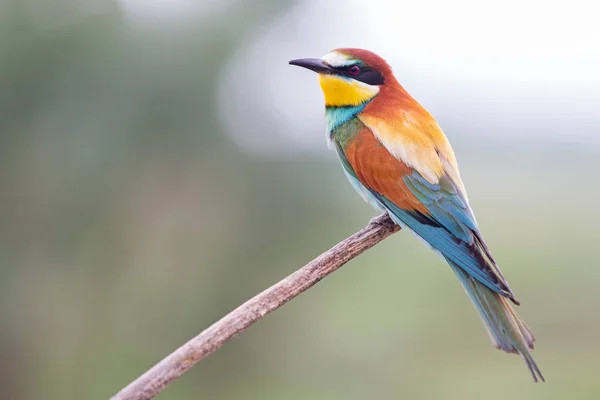 Mangeur d'abeilles sur une branche avec plumage de couleur — Photo