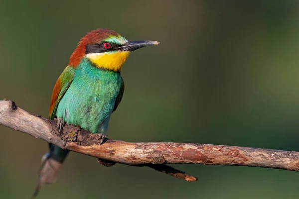 Oiseau de paradis avec plumage couleur — Photo