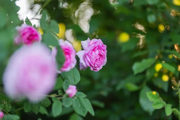 Θάμνος ροζ τριαντάφυλλα με όμορφα λουλούδια — Φωτογραφία Αρχείου