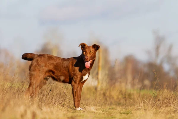 Alegre marrón cachorro stands en el campo — Foto de Stock