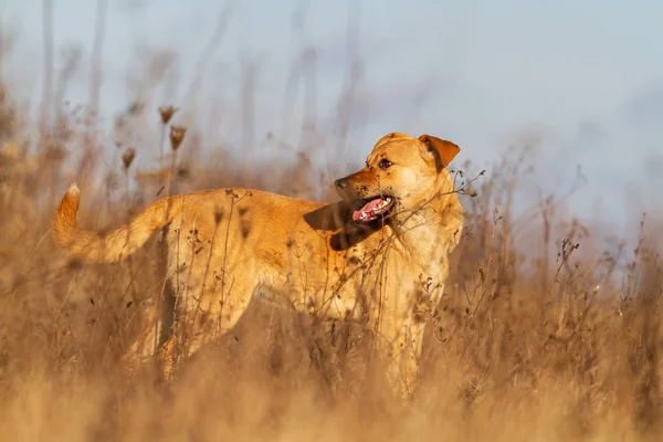 Rolig hund står med intresse blickar bort — Stockfoto