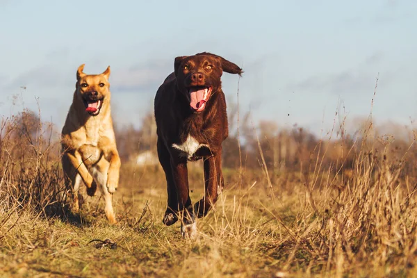 Cachorros persiguiendo uno al otro diversión — Foto de Stock