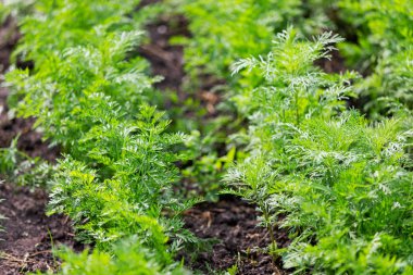 İlkbaharda kara toprakta taze maydanoz