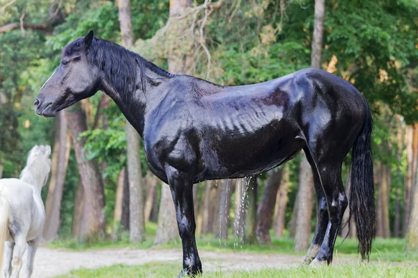 Black horse dries in the sun after bathing — 스톡 사진