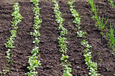 bahar turpu kara toprakta filizlenir.