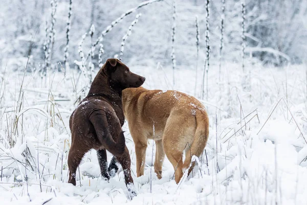 Beautiful dogs stand on a snowy field — Stock Photo, Image