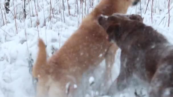 Hunde spielen Aufholjagd auf Schnee-Zeitlupe — Stockvideo