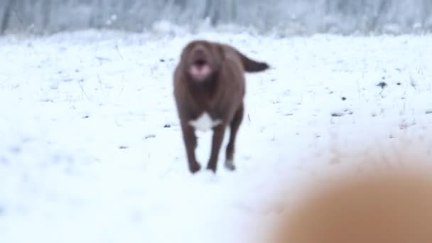 Komik köpek karda ağır çekimde koşar. — Stok video