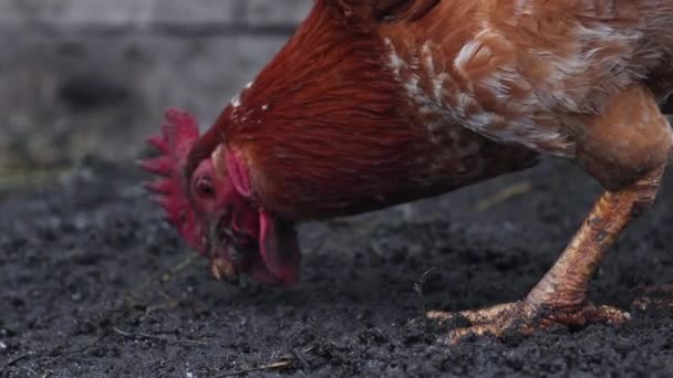 Vörös kakas összegyűjti gabona a sárban — Stock videók