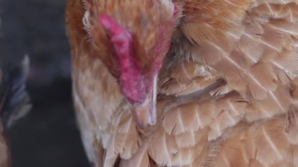 Frango está limpando suas penas — Vídeo de Stock