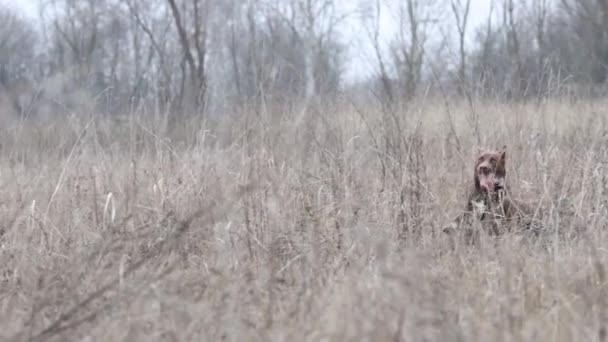 Собака радостно бежит среди сухой травы — стоковое видео