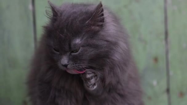 Серый кот моет язык своей лапы — стоковое видео
