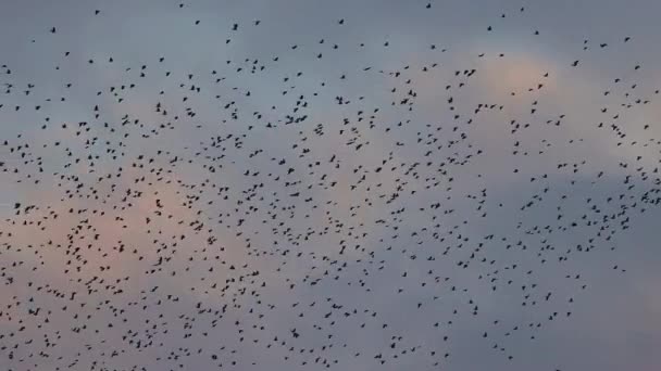 Saatkrähen fliegen in Zeitlupe in den Abendhimmel — Stockvideo