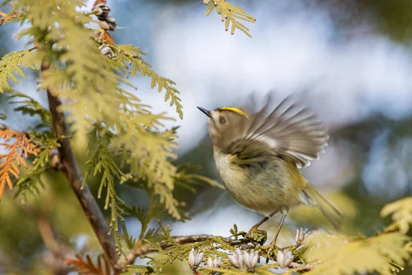 Goldcrest flutters among the branches — 스톡 사진