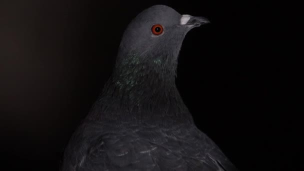 鸽子在黑色背景上环顾四周 — 图库视频影像