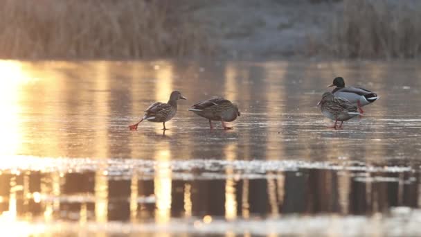 Ducks are funny pushing on slippery ice — ストック動画