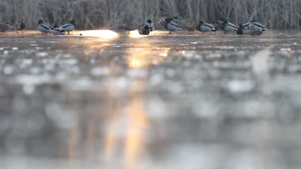 Утки отдыхают на льду в городском парке — стоковое видео