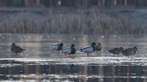 アヒルは都会の公園で滑りやすい氷の上を歩き — ストック動画