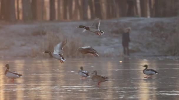 Mallardos vuelan sobre el lago al atardecer — Vídeos de Stock