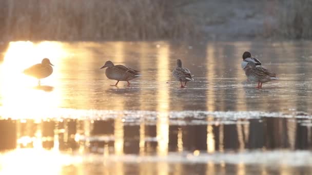 Gräsänder går på hal is vid solnedgången — Stockvideo