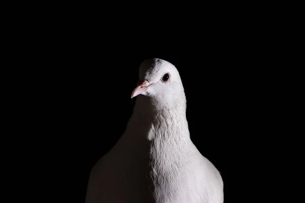 White dove closeup in the darkness — 스톡 사진