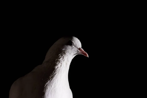 Biały gołąb z bliska w ciemności — Zdjęcie stockowe