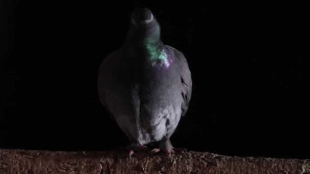 Pigeon on a black background funny faces — 비디오