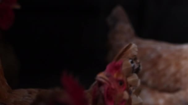 Красные курицы пьют воду на черном фоне — стоковое видео